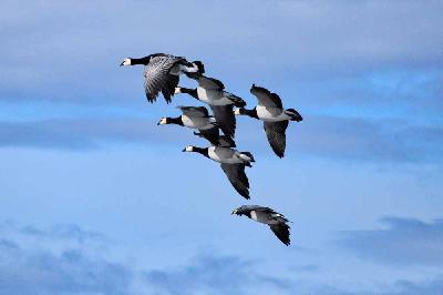 Foto: Werner Pietschmann Fliegende Weisswangen- oder Nonnengänse (Branta leucopsis)