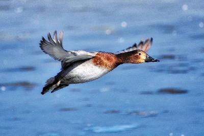 Foto: Werner Pietschmann Fliegende Tafelente (Aythya ferina)