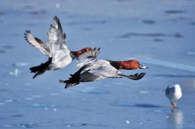 Foto: Werner Pietschmann Fliegende Tafelenten (Aythya ferina)