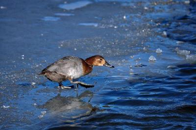 Foto: Werner Pietschmann Tafelente (Aythya ferina)