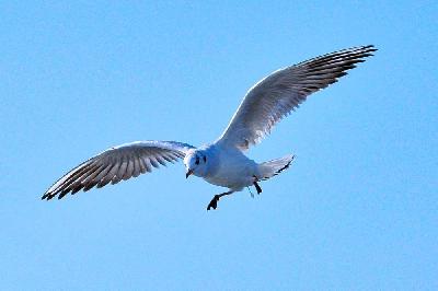 Foto: Werner Pietschmann Lachmöwe (Larus ridibundus)