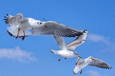 Foto: Werner Pietschmann Lachmöwen (Larus ridibundus)