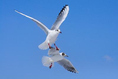 Foto: Werner Pietschmann Fliegende Lachmöwen (Larus ridibundus)