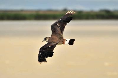 Foto: Werner Pietschmann fliegender Kiebitz (Vanellus vanellus)