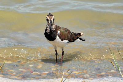 Foto: Werner Pietschmann Kiebitz (Vanellus vanellus)