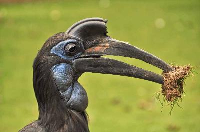 Foto: Werner Pietschmann Der Nördlicher Hornrabe (Bucorvus abyssinicus) wird auch Nördlicher Hornvogel oder Sudanhornrabe genannt.