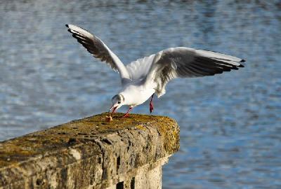 Foto: Werner Pietschmann Lachmöwen (Larus ridibundus)