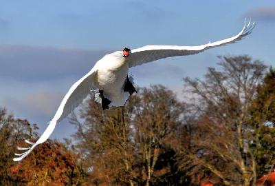 Foto: Werner Pietschmann Fliegender Höckerschwan (Cygnus olor)