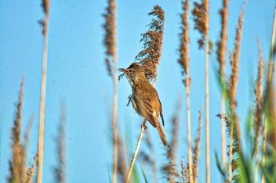 Foto: Werner Pietschmann Schilfrohrsänger (Acrocephalus schoenobaenus)