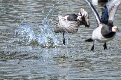 Foto: Werner Pietschmann Weisswangen- oder Nonnengänse (Branta leucopsis)