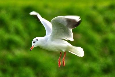 Foto: Werner Pietschmann Lachmöwe (Larus ridibundus)