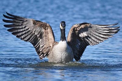 Foto: Werner Pietschmann Kanadagans (Branta canadensis)