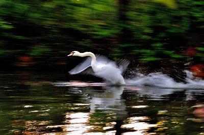 Foto: Werner Pietschmann Fliegender Höckerschwan (Cygnus olor)
