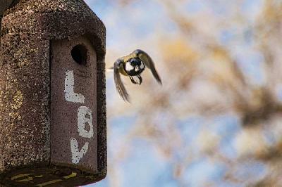 Foto: Werner Pietschmann Kohlmeise (Parus major) beim Verlassen eines Nistkastens