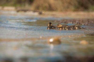Foto: Werner Pietschmann Stockentenküken (Anas platyrhynchos)