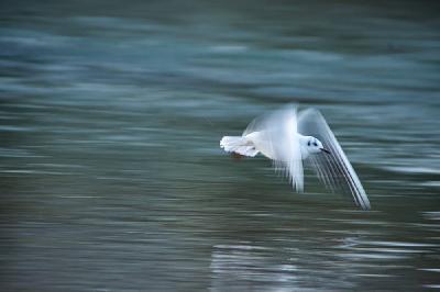 Foto: Werner Pietschmann Lachmöwe (Larus ridibundus)