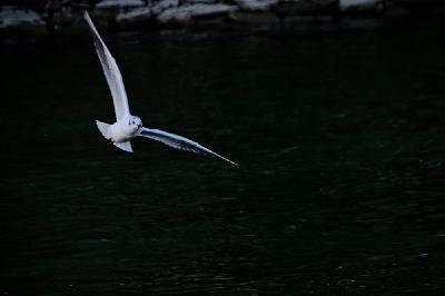 Foto: Werner Pietschmann Lachmöwe (Larus ridibundus)