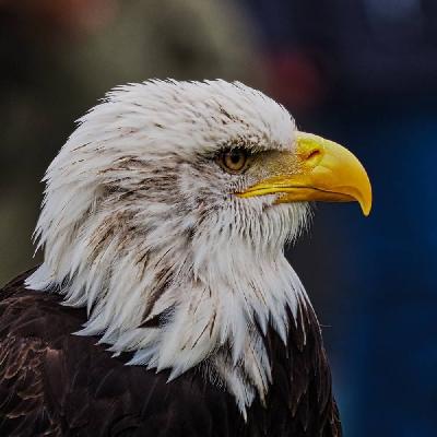 Foto: Werner Pietschmann Weißkopfseeadler (Haliaeetus leucocephalus)
