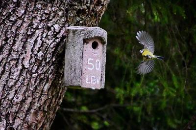 Foto: Werner Pietschmann Kohlmeise (Parus major) im Anflug auf einen Nistkasten