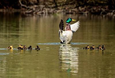 Foto: Werner Pietschmann Stockentenküken (Anas platyrhynchos)