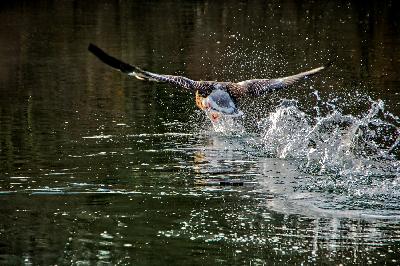 Foto: Werner Pietschmann Kanadagans sprintet über das Wasser