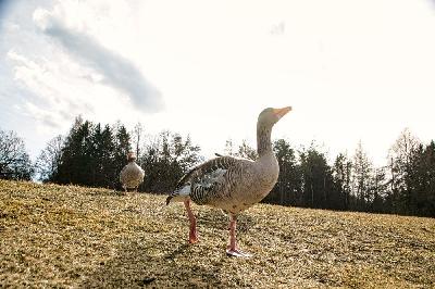 Foto: Werner Pietschmann Graugans (Anser anser)
