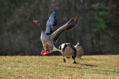 Foto: Werner Pietschmann Gänsestreit