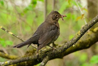 Foto: Werner Pietschmann Amsel (Turdus merula) mit Wurm im Schnabel