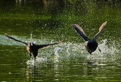 Foto: Werner Pietschmann Blässhühner (Fulica atra)