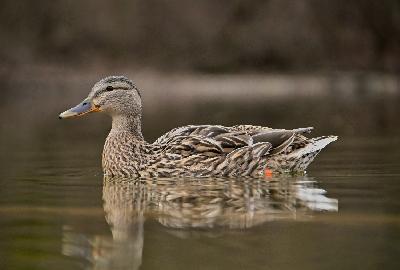 Foto: Werner Pietschmann Stockenten-Weibchen (Anas platyrhynchos)