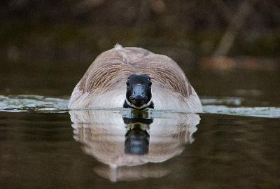 Foto: Werner Pietschmann Kanadagans (Branta canadensis)