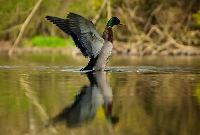 Foto: Werner Pietschmann Stockenten-Erpel (Anas platyrhynchos)