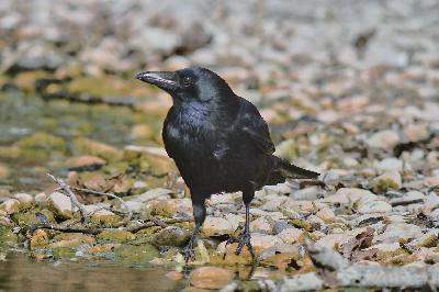 Foto: Werner Pietschmann Rabenkrähe (Corvus corone)