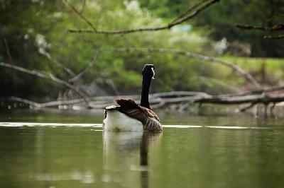 Foto: Werner Pietschmann Kanadagans (Branta canadensis)