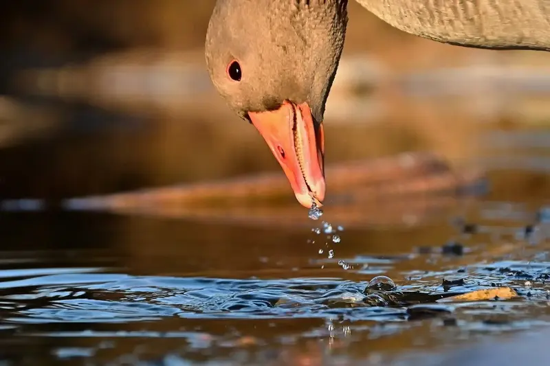 Foto: © Werner Pietschmann trinkende Graugans