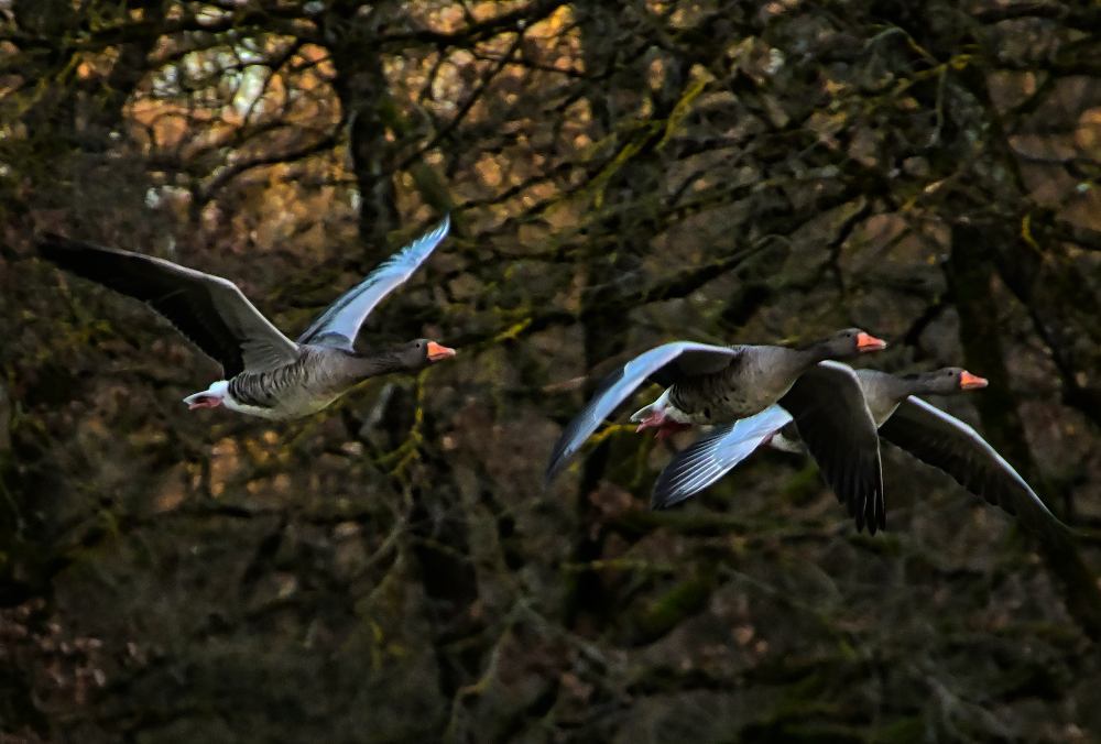 Foto: © Werner Pietschmann Fliegende Graugänse