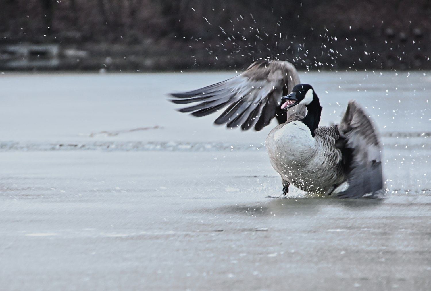 Foto: © Werner Pietschmann Kanadagans bricht durch dünnes Eis
